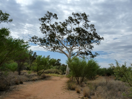 Ghost Gum